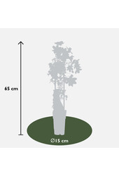 Wcześnie kwitnąca winorośl Avalanche