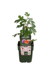 Drzewo figowe Gustissimo® Perretta®