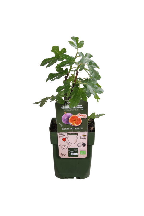 Figowiec Gustissimo® Perretta®