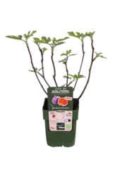 Drzewo figowe Gustissimo® Perretta®