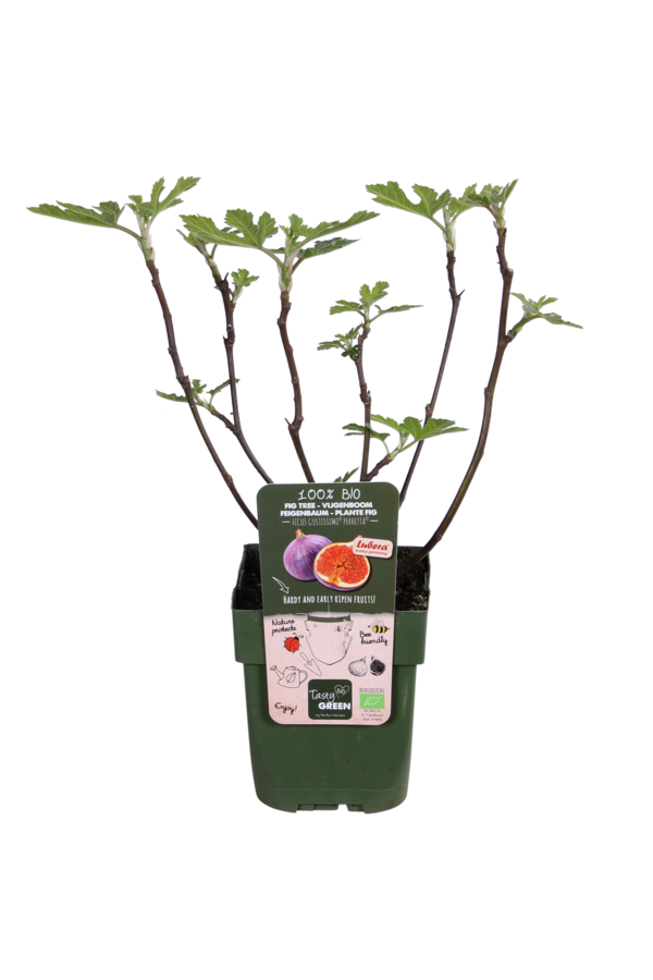 Figowiec Gustissimo® Perretta®