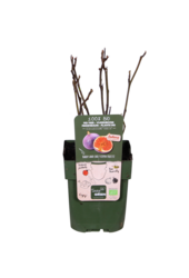 Figowiec Gustissimo® Perretta®