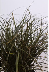 Czerwona turzyca Rubra