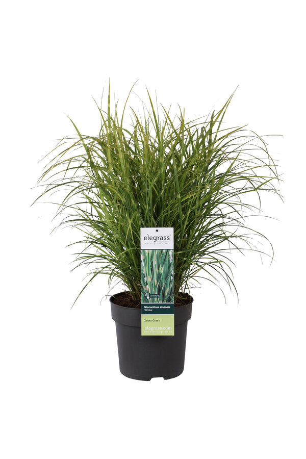 Miskant chiński Strictus