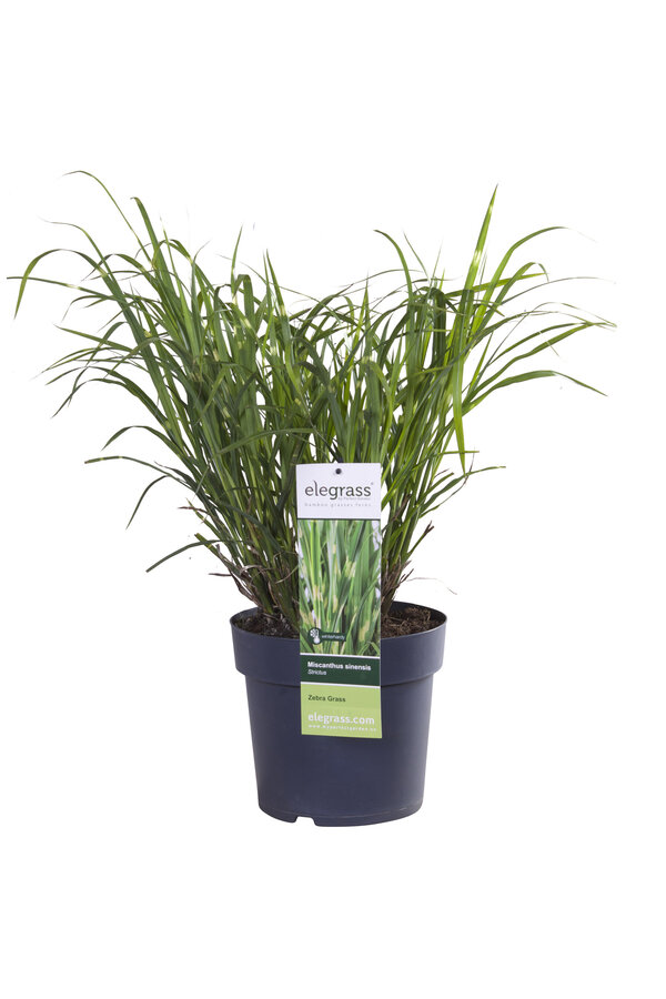 Miskant chiński Strictus