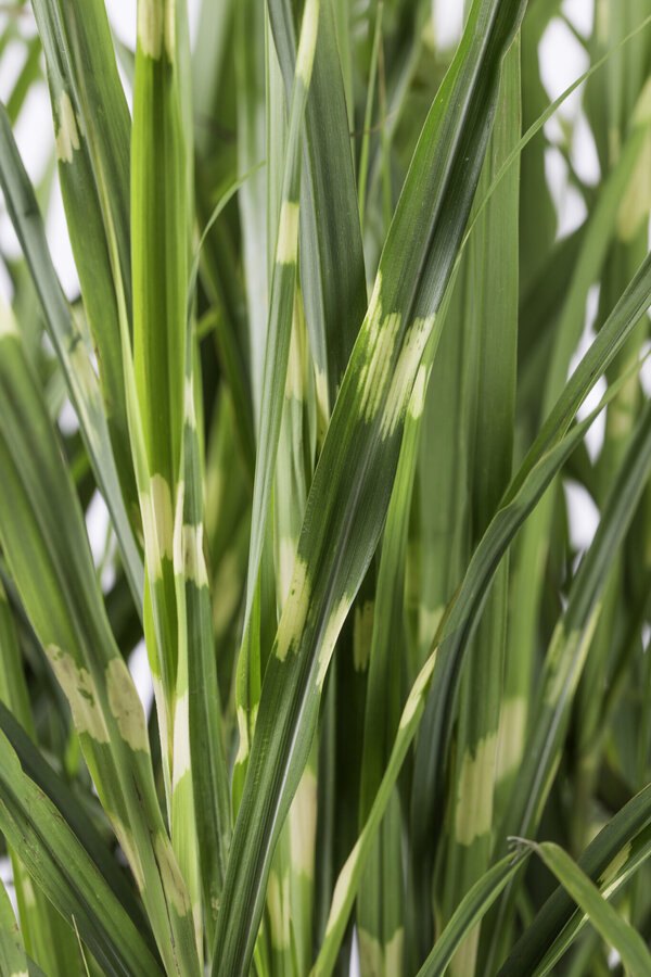 Miskant chiński Strictus