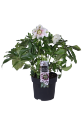 Wschodnia ciemiernik Helleborus