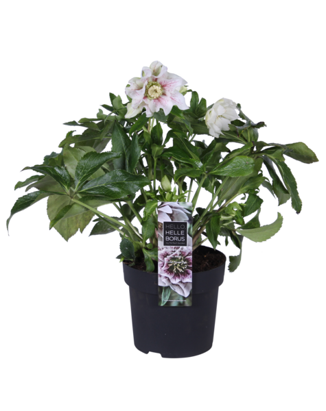 Wschodnia wilczomlecz