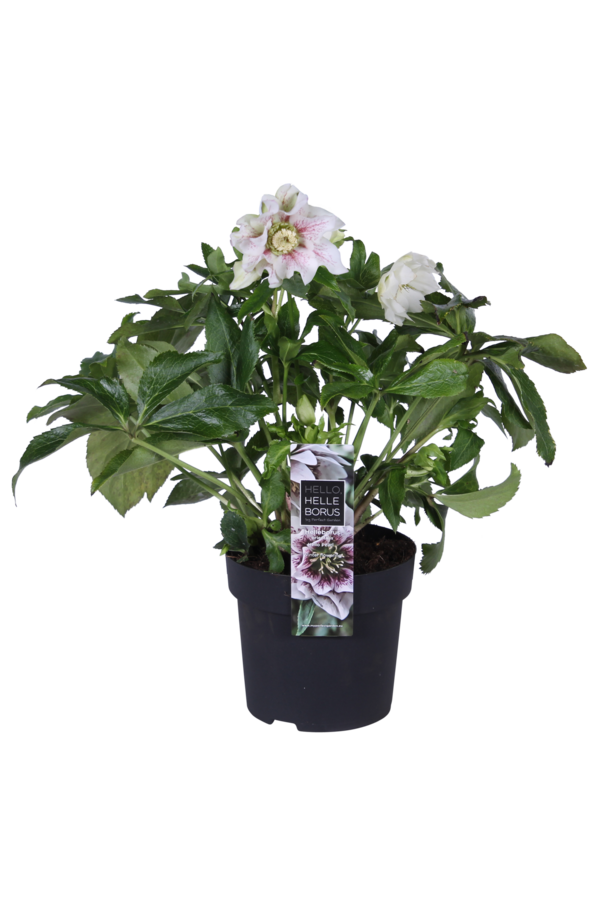 Wschodnia ciemiernik Helleborus