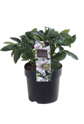 Wschodnia ciemiernik Helleborus