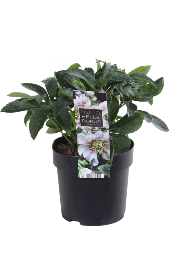 Ciemiernik wschodni Helleborus