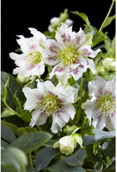 Ciemiernik wschodni Helleborus