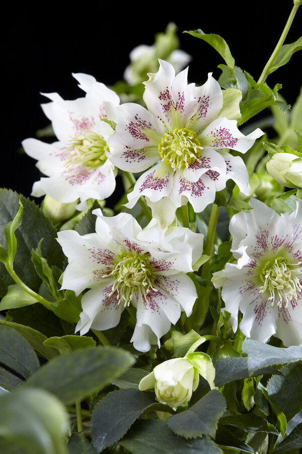 Wschodnia ciemiernik Helleborus