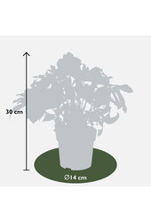 Wschodnia ciemiernik Helleborus