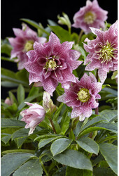Ciemiernik wschodni Helleborus