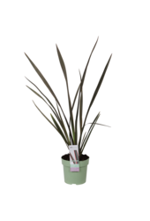 Nowozelandzki len Sundowner