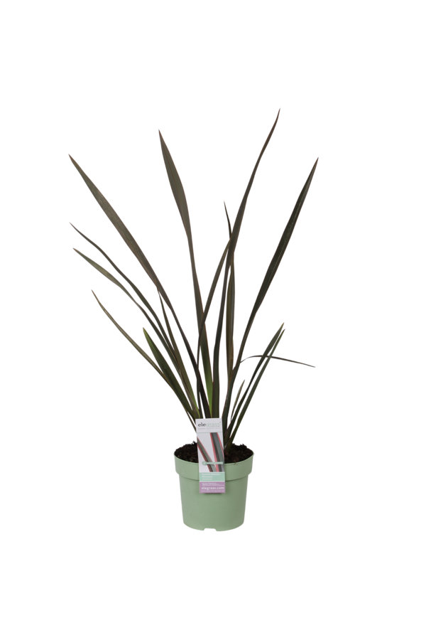 Nowozelandzki len Sundowner