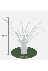 Nowozelandzki len Sundowner