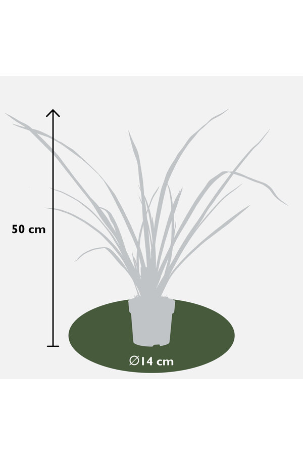 Nowozelandzki len Sundowner