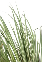 Kalmoes Argenteostriatus