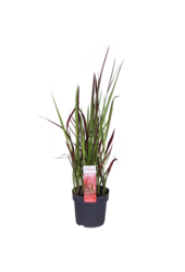 Japońska Trawa Krwi Red Baron