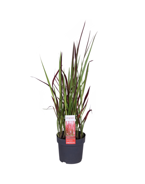 Japońska Trawa Krwi