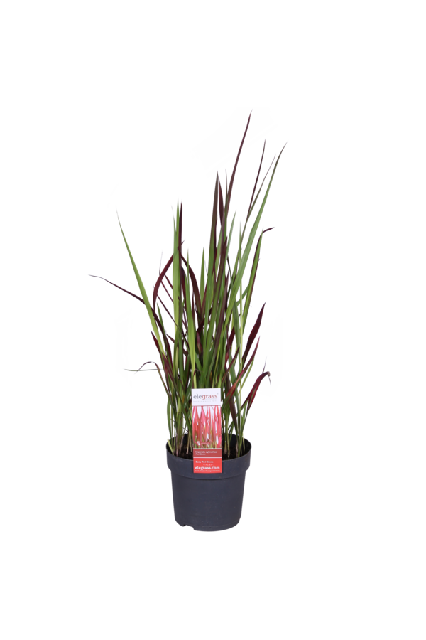 Japońska Trawa Krwi Red Baron