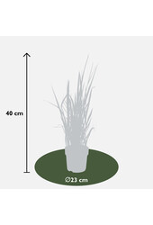 Japońska Trawa Krwi Red Baron