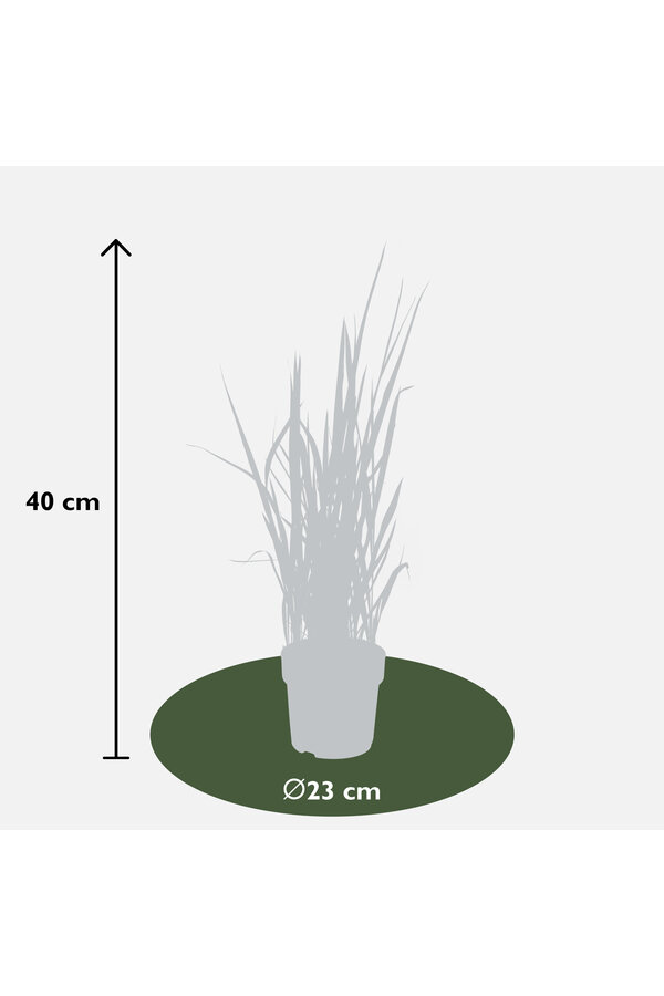 Japońska Trawa Krwi Red Baron