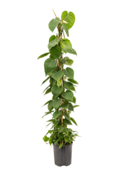 Hydroplant Filodendron Scandens