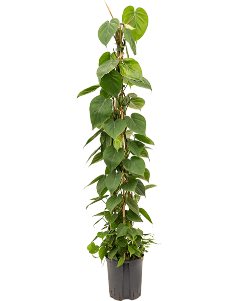 Hydroplant Philodendron