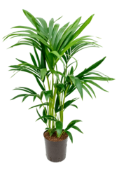 Hydroplant Kentia (Howea) Forsteriana
