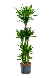 Hydroplant Dracaena Fragrans Cintho