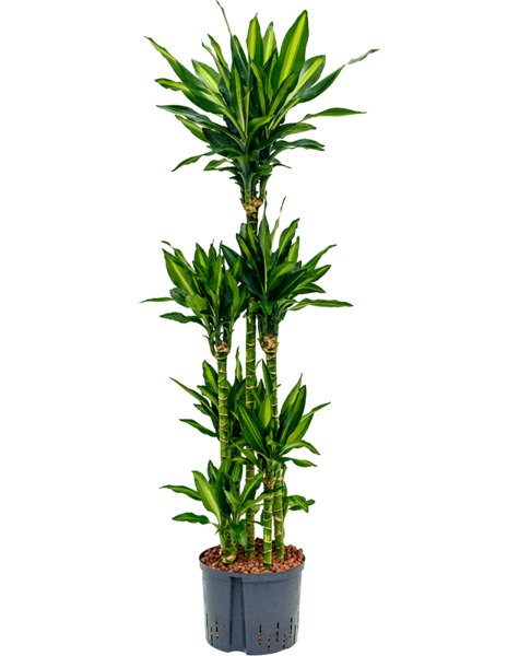 Hydroplant Dracaena