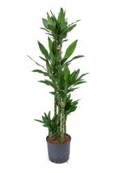 Hydroplant Dracaena Fragrans Janet Lind