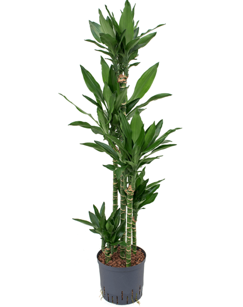 Hydroplant Dracaena