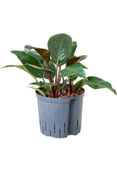 Hydroplant Filodendron Red Beauty