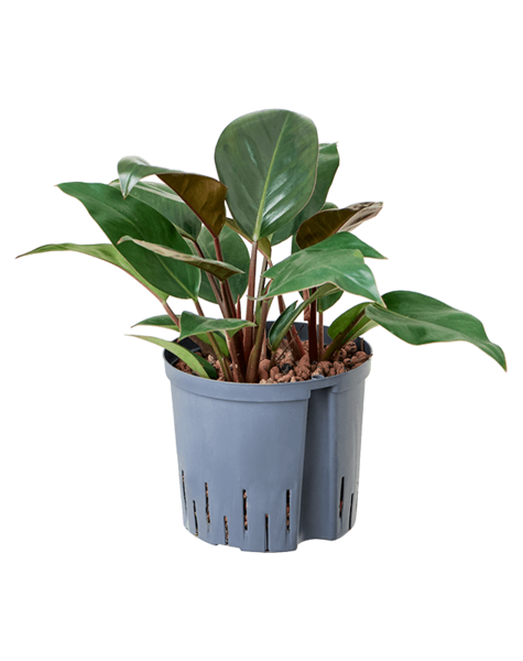 Hydroplant Filodendron