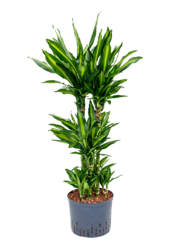 Hydroplant Dracena Fragrans Cintho