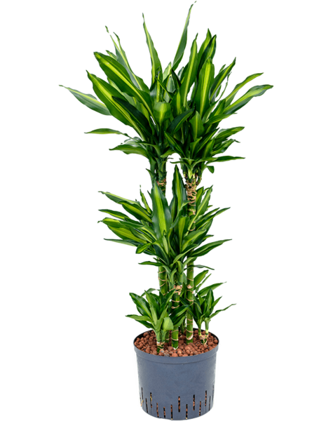 Hydroplant Dracaena