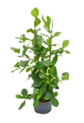 Roślina hydroponiczna Clusia Rosea