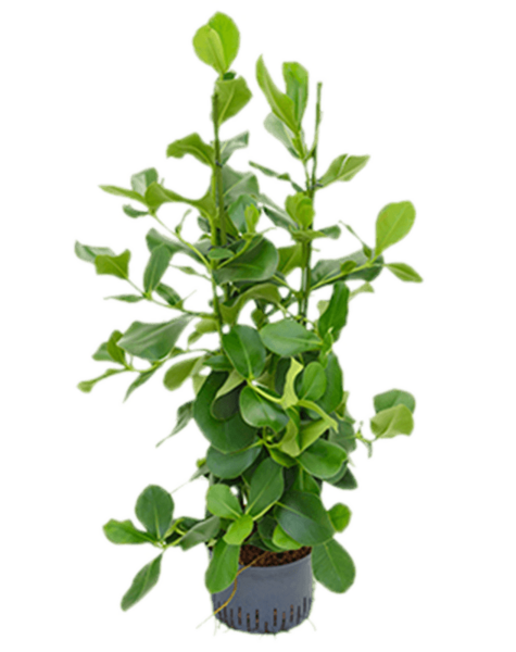 Roślina hydroponiczna Clusia