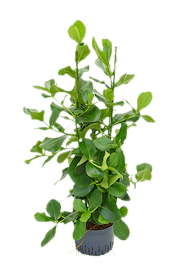 Roślina hydroponiczna Clusia Rosea