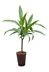 Hydroplant Dracaena Fragrans Janet Craig