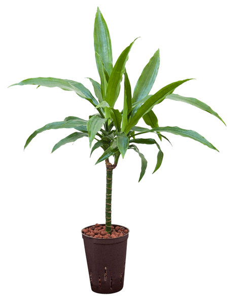 Hydroplant Dracaena