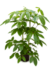 Hydro Roślina Schefflera Actinophylla Amate