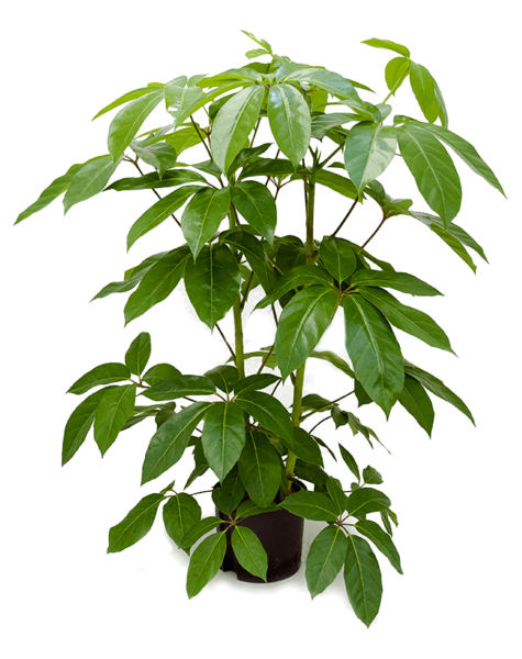 Hydro Roślina Schefflera
