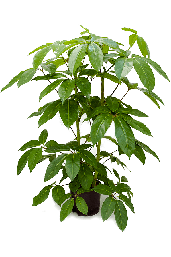 Hydro Roślina Schefflera Actinophylla Amate