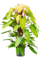 Hydroplant Philodendron Painted Lady