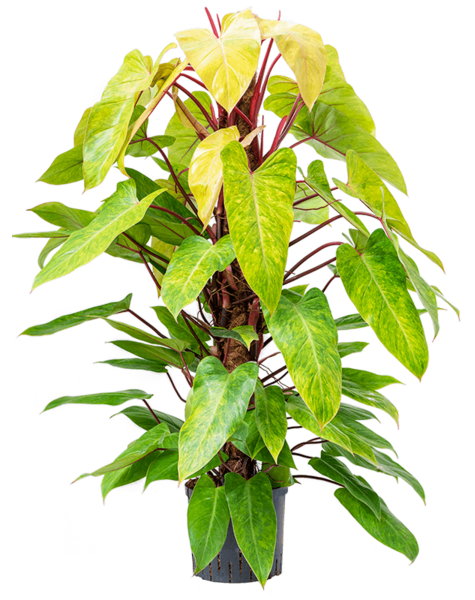 Hydroplant Philodendron